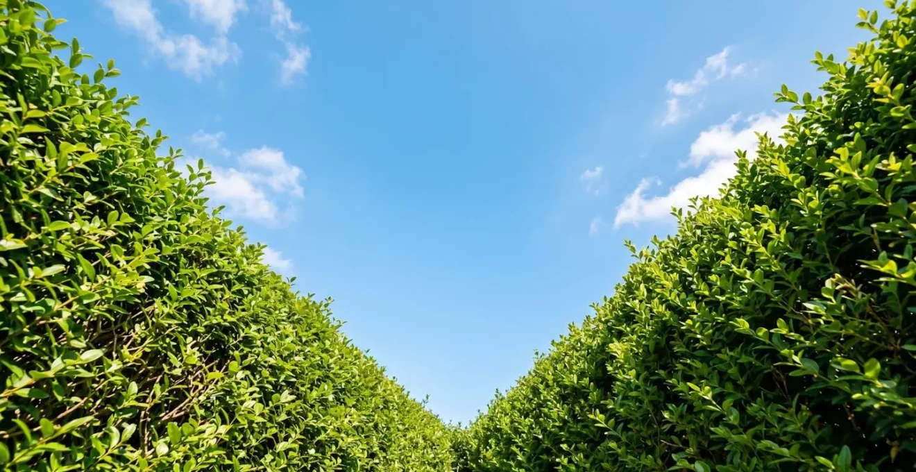 Vue en contre-plongée d'un ciel dégagé au-dessus d'une haie de séparation symbolisant l'apaisement